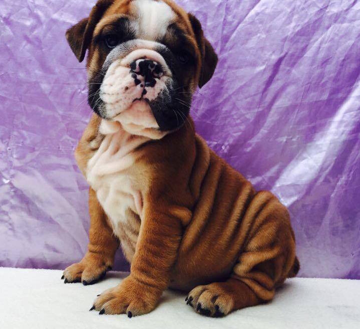 View Ad Bulldog Puppy for Sale near South Carolina