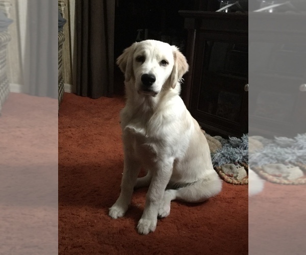 Medium Photo #1 Golden Retriever Puppy For Sale in COLUMBUS, OH, USA