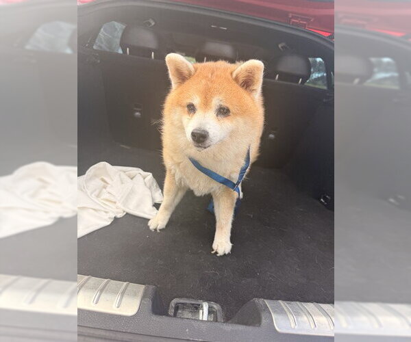 Medium Photo #1 Shiba Inu Puppy For Sale in Fort Lauderdale, FL, USA