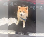 Small Shiba Inu
