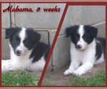 Puppy Alabama Border Collie