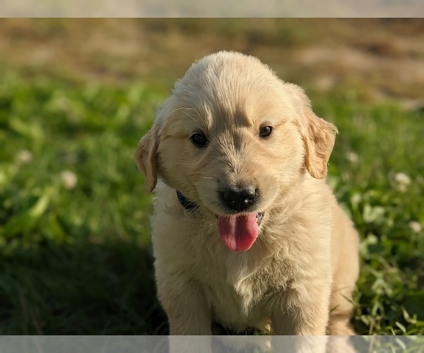 Medium Photo #11 Golden Retriever Puppy For Sale in WOOSTER, OH, USA