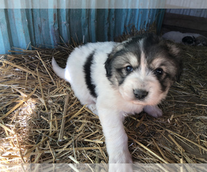 Great Pyrenees Puppy for sale in KALONA, IA, USA