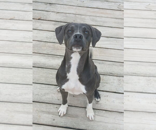 Medium Photo #1 Mutt Puppy For Sale in Murfreesboro, NC, USA