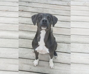 Mutt Dogs for adoption in Murfreesboro, NC, USA