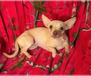 Chihuahua-Unknown Mix Dogs for adoption in Sanford, FL, USA