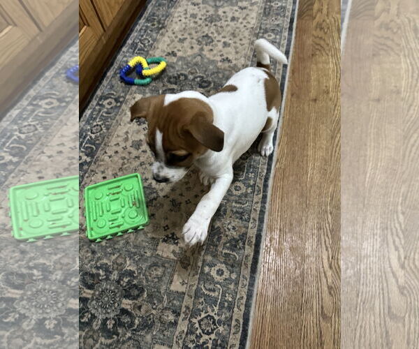 Medium Photo #2 Bulldog-Jack Russell Terrier Mix Puppy For Sale in Ball Ground, GA, USA