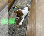 Small #1 Bulldog-Jack Russell Terrier Mix