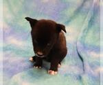 Small Mutt