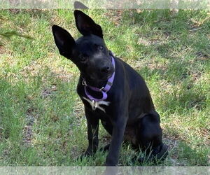 Mutt Dogs for adoption in Chandler, AZ, USA