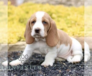 Basset Hound Puppy for sale in BIRD IN HAND, PA, USA