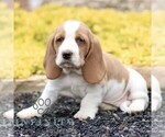 Small Basset Hound