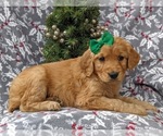 Small Photo #7 Golden Retriever Puppy For Sale in NOTTINGHAM, PA, USA
