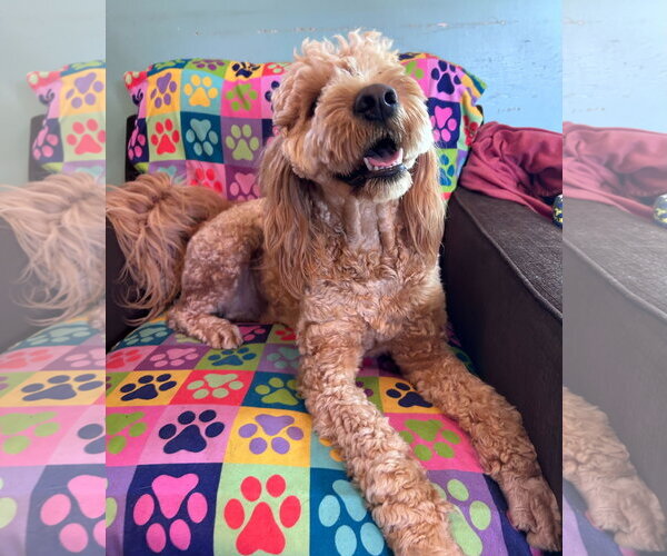 Medium Photo #6 Goldendoodle Puppy For Sale in Pacolet, SC, USA