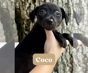 Dachsador Dogs for adoption in Pompano Beach , FL, USA