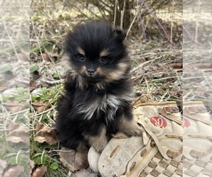Pomeranian Puppy for sale in MIDDLEBURY, IN, USA