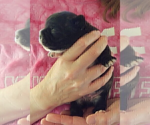 Medium Photo #7 French Bullhuahua Puppy For Sale in SPRAGGS, PA, USA
