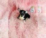 Small #6 Chihuahua