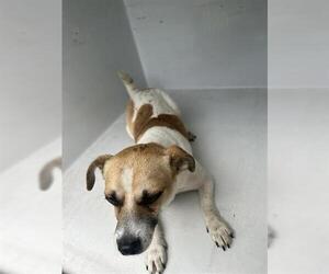 Chihuahua-Unknown Mix Dogs for adoption in Houston, TX, USA
