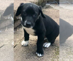 Mutt Dogs for adoption in Lakemont, GA, USA