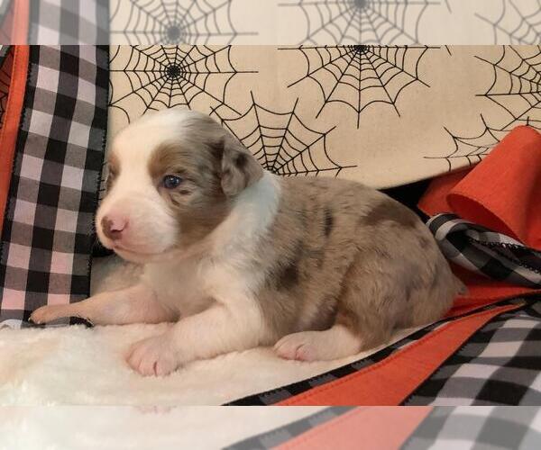 Medium Photo #1 Miniature Australian Shepherd Puppy For Sale in WAYNESBORO, PA, USA