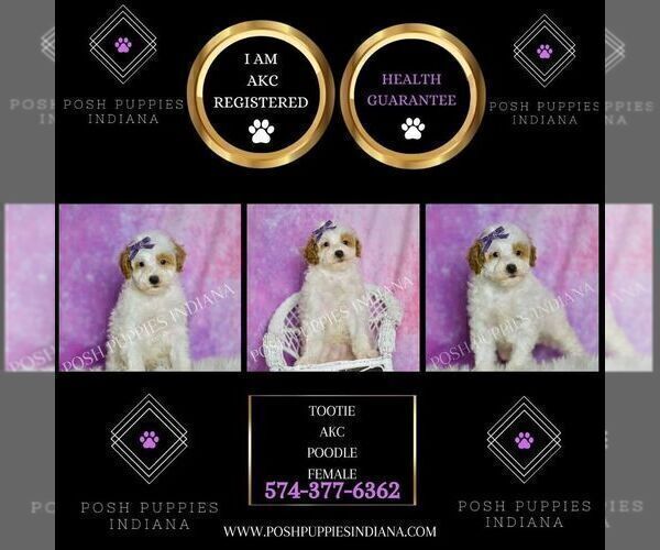 Medium Photo #2 Poodle (Toy) Puppy For Sale in WARSAW, IN, USA