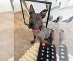 Small Chinese Shar-Pei Mix