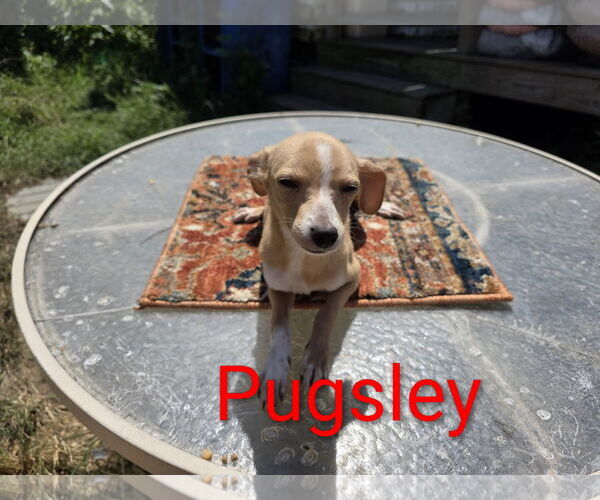 Medium Photo #7 Italian Greyhuahua Puppy For Sale in Wakefield, RI, USA