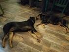 Small Photo #6 Rottweiler Puppy For Sale in POTTSBORO, TX, USA