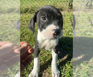 Duffie - Male Bulldog-Unknown Mix Dog for Adoption - Photo #4