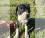 Small Photo #4 Bulldog-Unknown Mix Puppy For Sale in Tarrytown, GA, USA