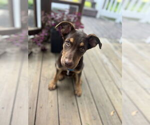 Australian Shepherd-Unknown Mix Dogs for adoption in Minneapolis, MN, USA