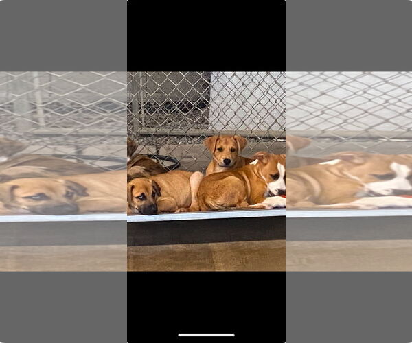 Medium Photo #2 Mutt Puppy For Sale in Sparta, TN, USA