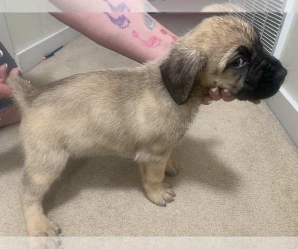 Medium Photo #3 Cane Corso Puppy For Sale in BELGRADE, MT, USA