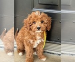 Small Photo #10 Cavapoo Puppy For Sale in BOWLING GREEN, KY, USA