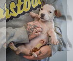 Small #5 American Staffordshire Terrier-Boxer Mix