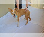 Small #2 Siberian Husky Mix