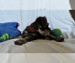 Small #6 Schnauzer (Miniature)