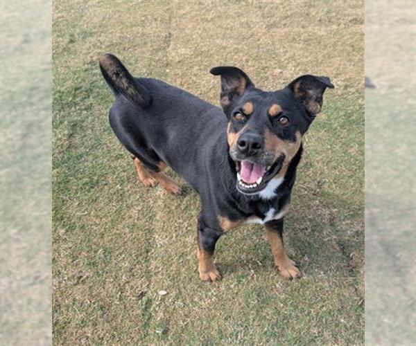 Medium Photo #3 Australian Kelpie-Unknown Mix Puppy For Sale in Redlands, CA, USA