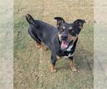 Small #2 Australian Kelpie Mix