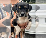 Small #1 Labrador Retriever Mix