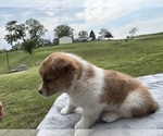Small #1 Pembroke Welsh Corgi