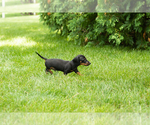 Small #1 Dachshund