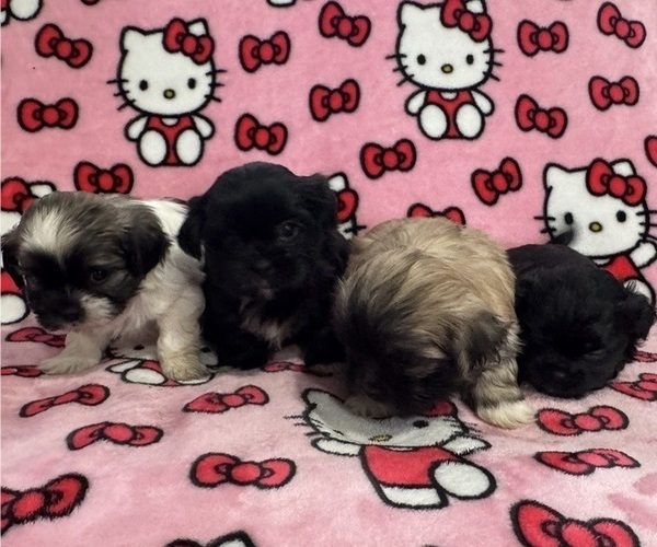 Medium Photo #1 Shih Tzu Puppy For Sale in YAKIMA, WA, USA
