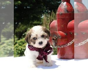 La-Chon Puppy for sale in ORO VALLEY, AZ, USA