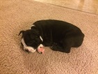 Small Photo #1 Boston Terrier Puppy For Sale in PRINCETON, WV, USA
