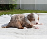 Small #4 Miniature Australian Shepherd