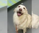 Small #2 Golden Retriever Mix