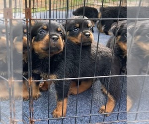 Rottweiler Puppy for sale in PINEHURST, NC, USA