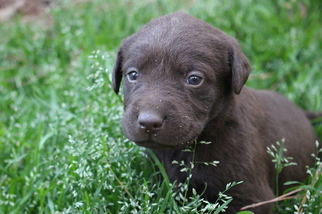 Labrador Retriever Puppy for sale in CARRSVILLE, VA, USA